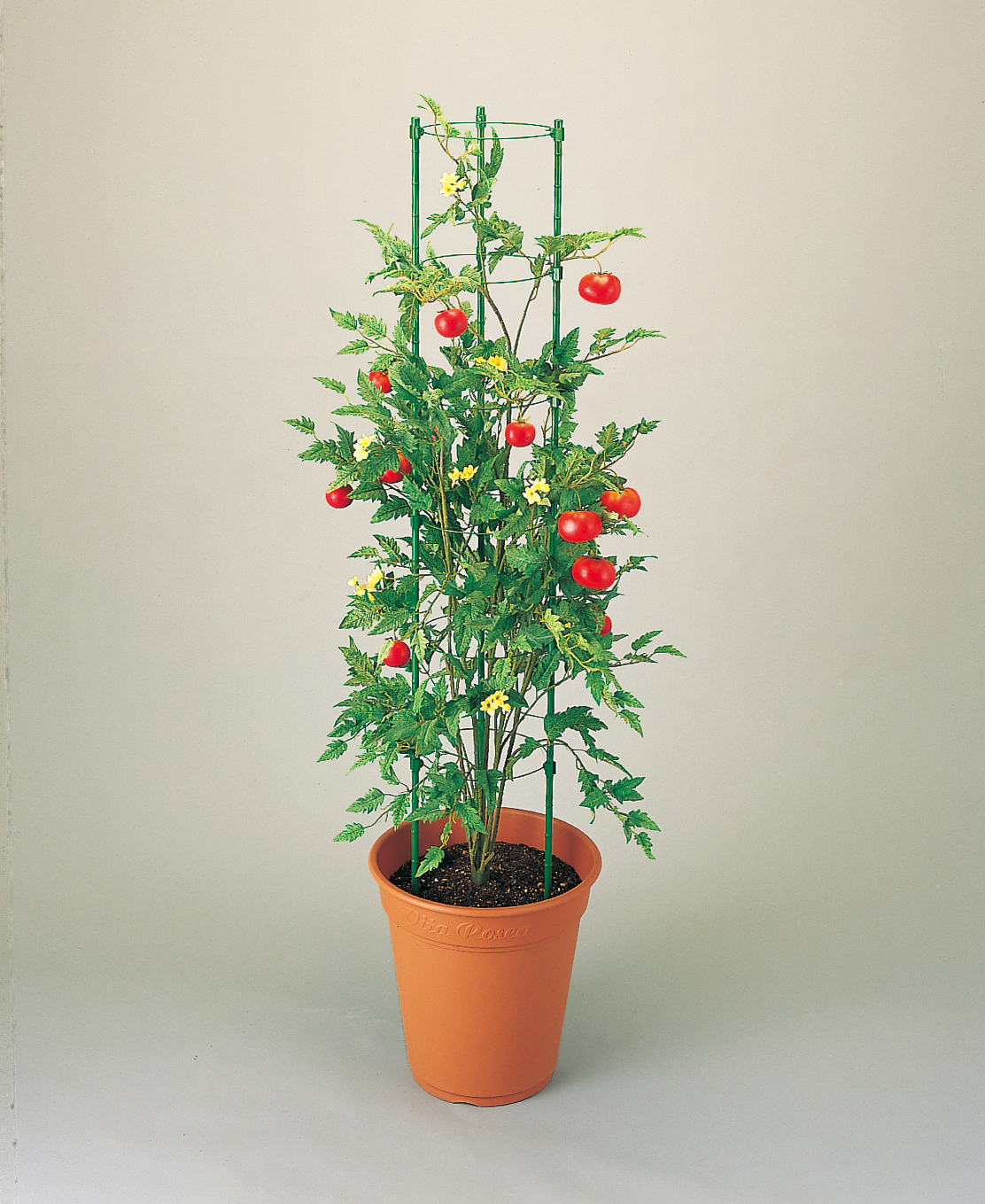 リング式トマト支柱の写真ダウンロード 株 ニチカン